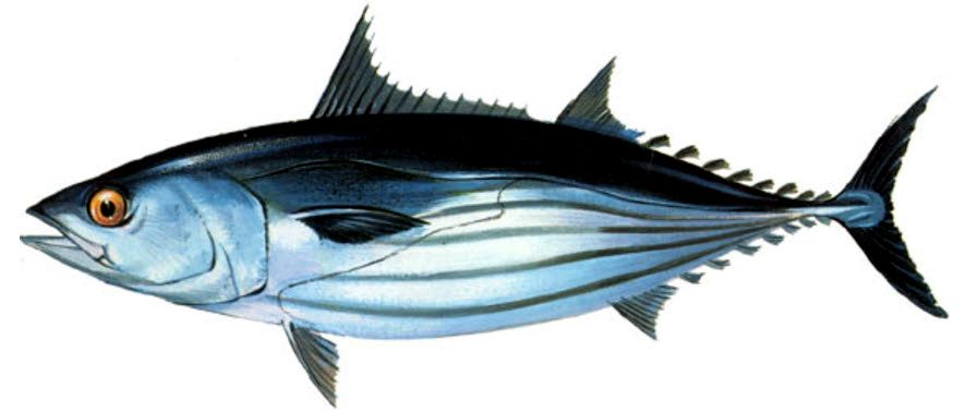 Katsuwonus pelamis_03.jpg